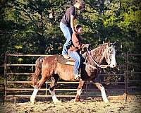 playdays-missouri-fox-trotter-horse