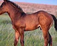 appendix-horse-for-sale