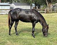 chocolate-aqha-filly