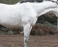 all-around-andalusian-horse