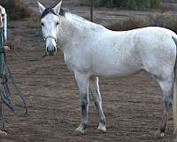 beginner-andalusian-horse