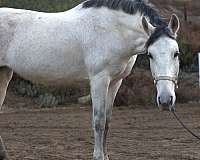 breeding-andalusian-horse