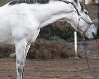 all-around-andalusian-horse