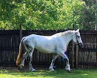 percheron-mare