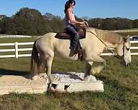 percheron-horse-for-sale