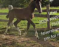 dutch-warmblood-filly