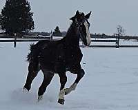 dutch-warmblood-horse-for-sale