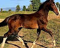 dutch-warmblood-horse