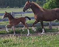 dutch-warmblood-broodmare