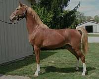 dutch-warmblood-horse-for-sale