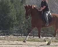 all-around-canadian-lusitano-horse