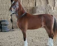 dressage-canadian-lusitano-horse