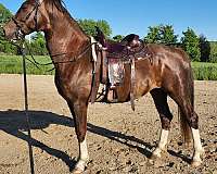 harness-canadian-lusitano-horse