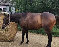 thoroughbred-gelding