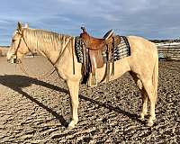 black-palomino-horse-for-sale