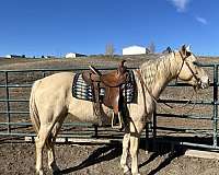 black-palomino-lesson-trail-horse