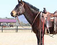 bay-roan-star-horse