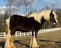 14-hand-gypsy-vanner-filly