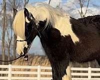 14-hand-gypsy-vanner-horse