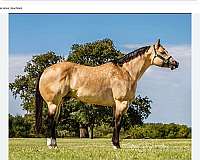 great-hip-top-line-quarter-horse