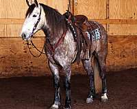 gelding-draft-horse