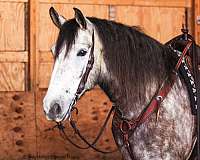 trail-riding-draft-horse