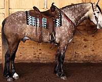 grey-gelding-draft-horse