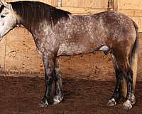 western-riding-draft-horse