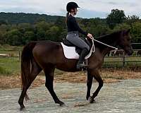 available-westphalian-horse