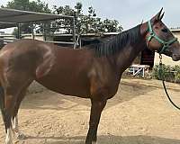 hunter-thoroughbred-horse