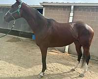 jumper-thoroughbred-horse