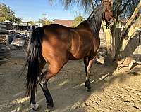 affordable-arabian-horse