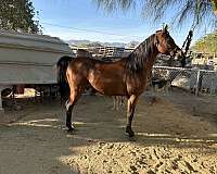 bay-arabian-male-gelding