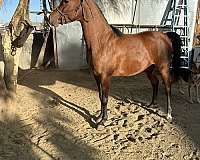 arabian-horse