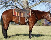 all-around-quarter-horse