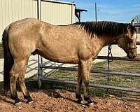 quarter-horse-gelding