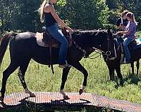 roan-quarter-pony-mare