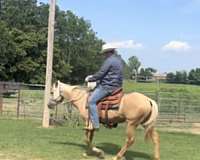 palomino-quarter-horse-mare