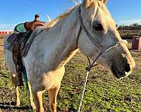 palomino-mare-for-sale