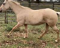 14-hand-quarter-horse-mare