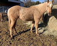 palomino-quarter-horse-mare