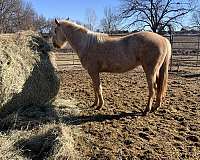 palomino-mare-for-sale