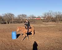 palomino-gelding-for-sale