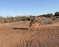 15-hand-palomino-horse