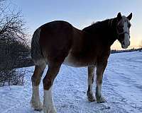 draft-team-driving-belgian-horse