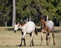 buckskin-twhbea-filly-stallion