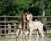 red-roan-twhbea-filly-stallion