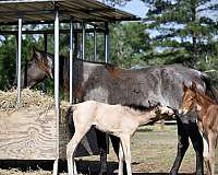 roan-twhbea-filly-stallion