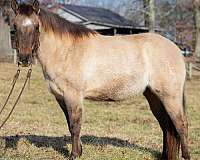 grulla-star-horse