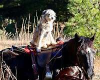 calf-roping-morgan-horse